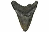 Fossil Megalodon Tooth - South Carolina #186665-2